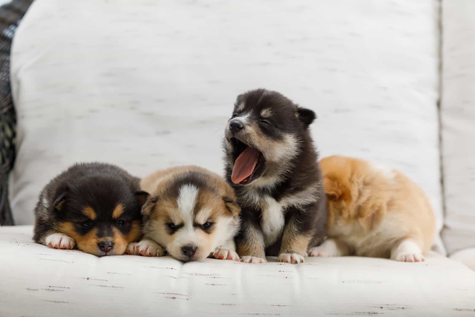 cachorros de pomsky acostados en el sofá