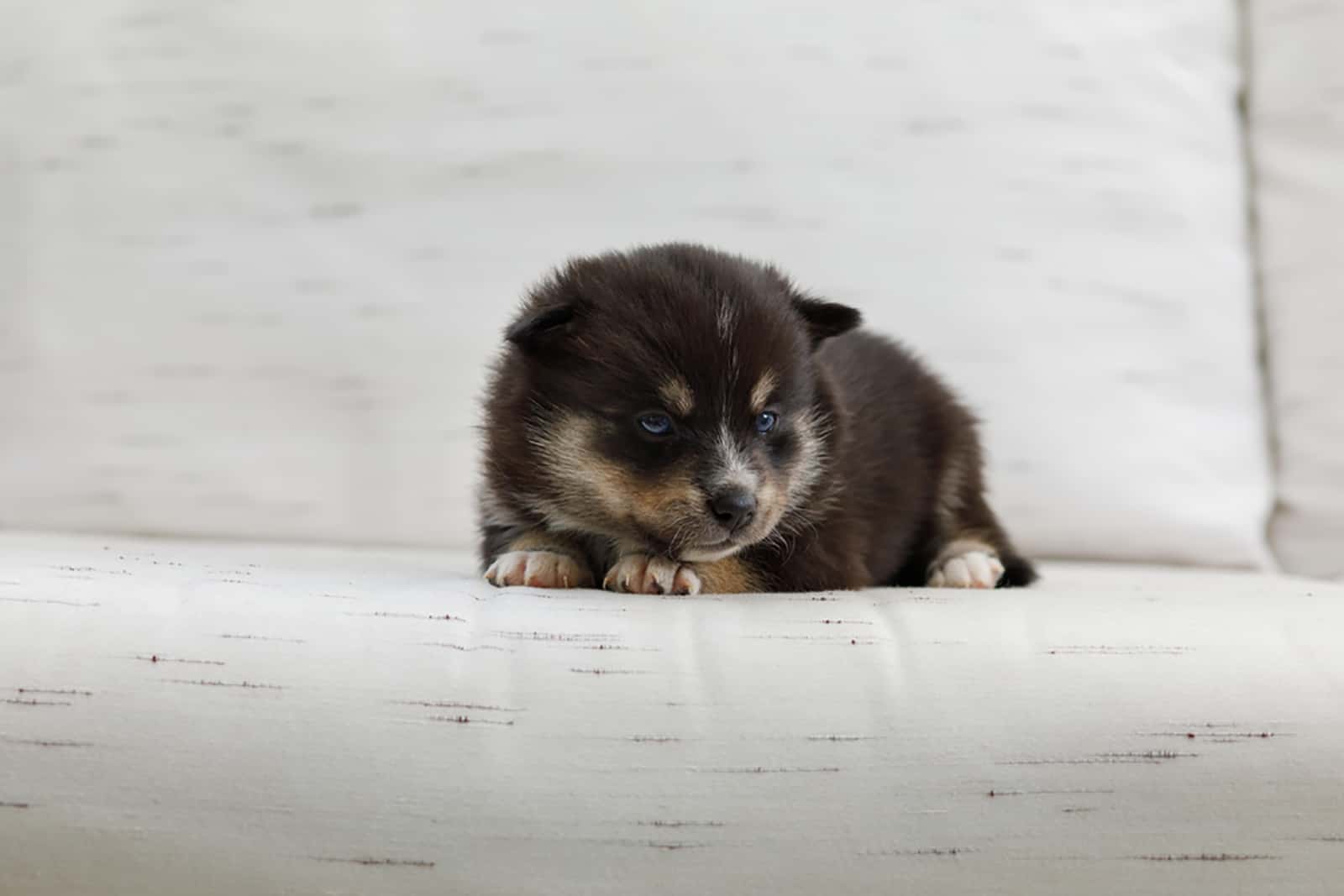 cachorro pomsky acostado en el sofá blanco