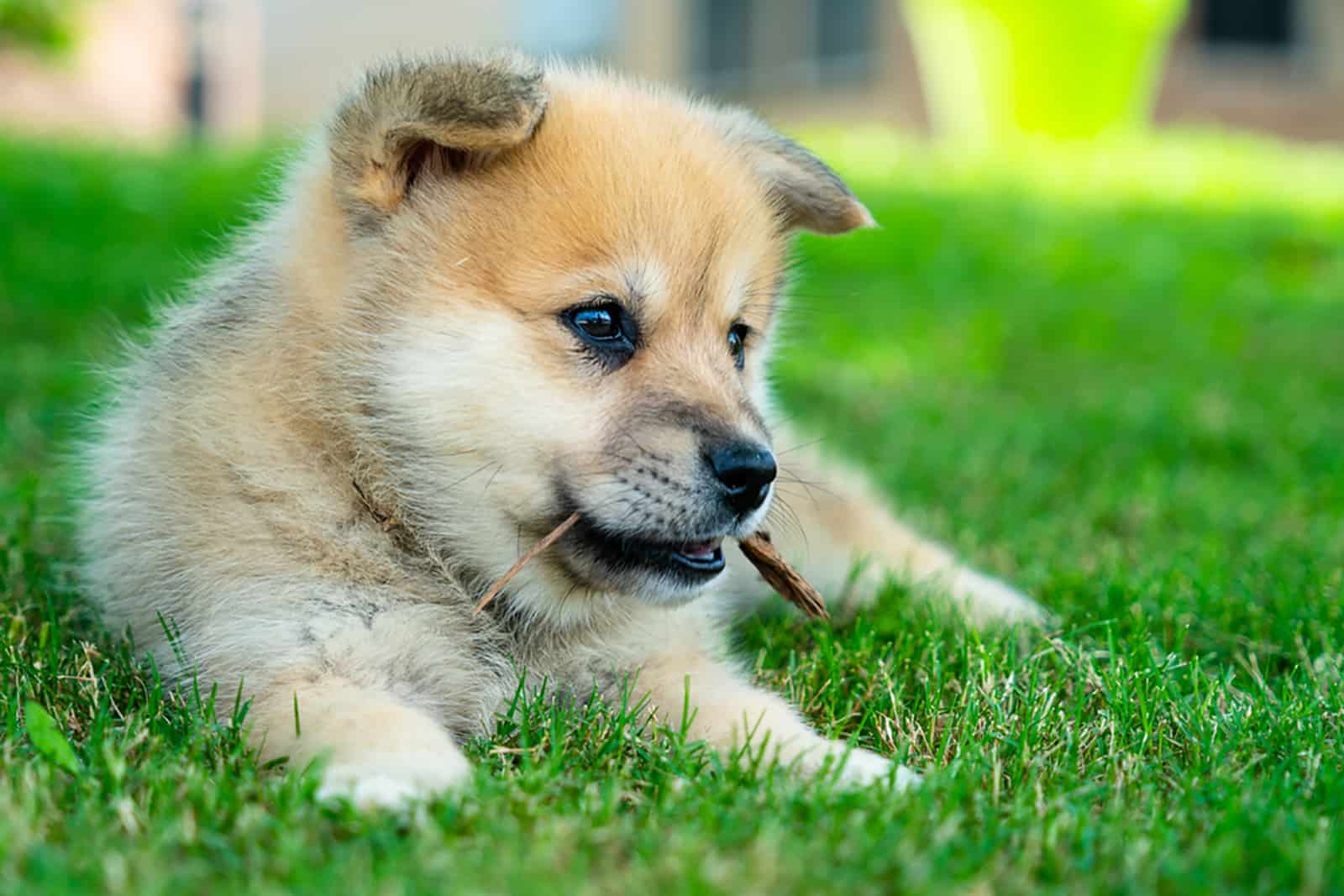 cachorro pomsky jugando en el jardín