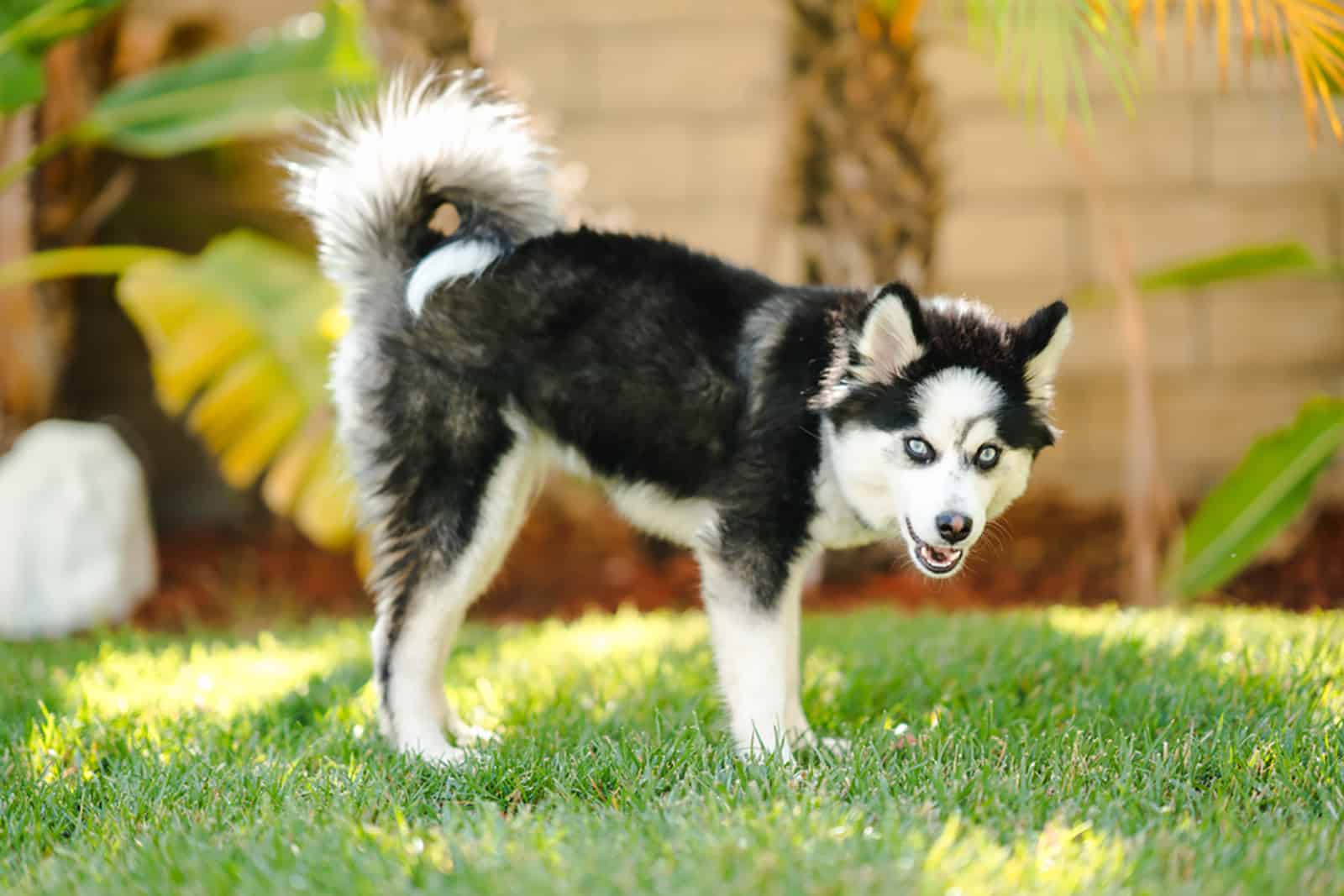 cachorro pomsky en la hierba