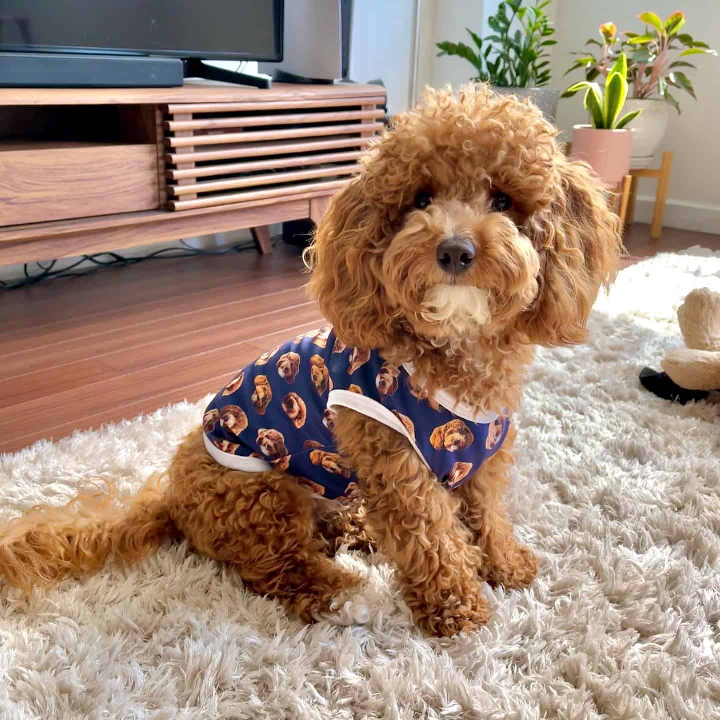 cachorro poochon en la sala de estar