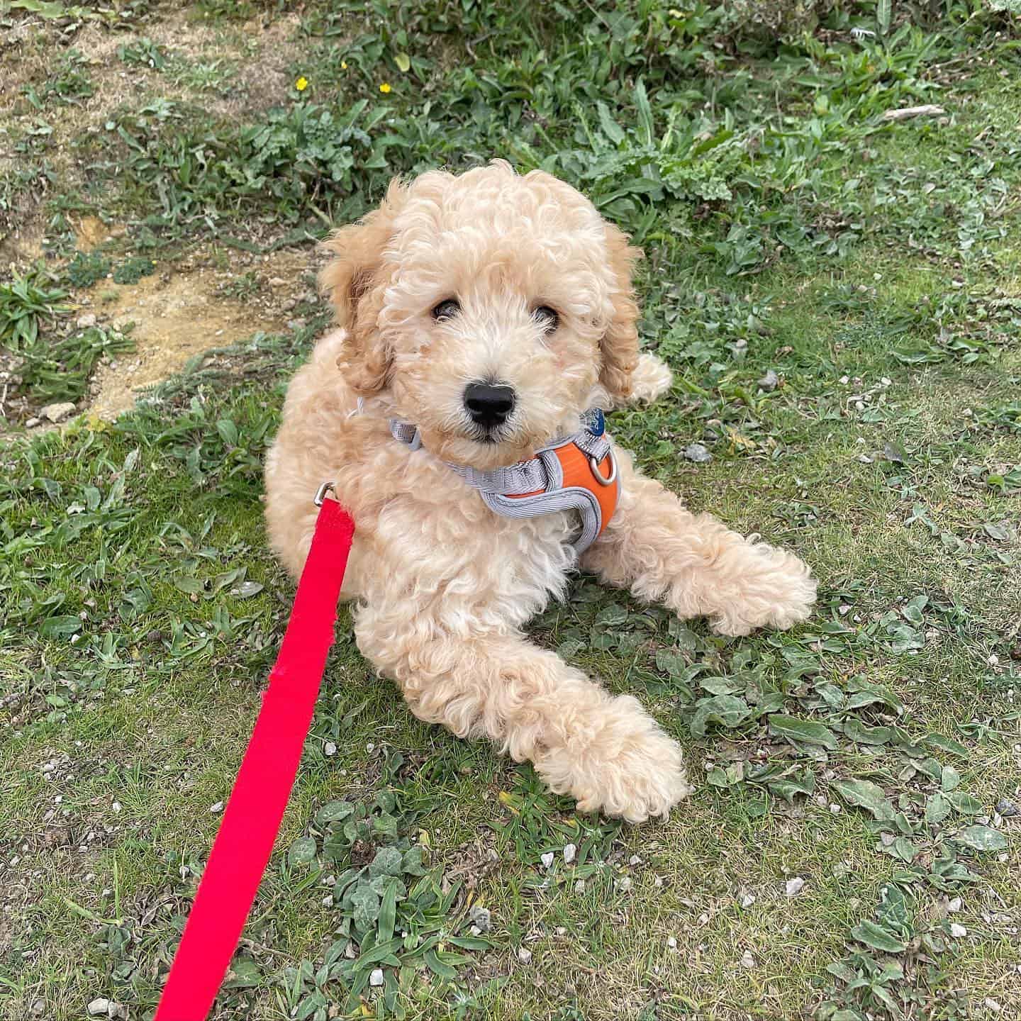 cachorro poochon al aire libre