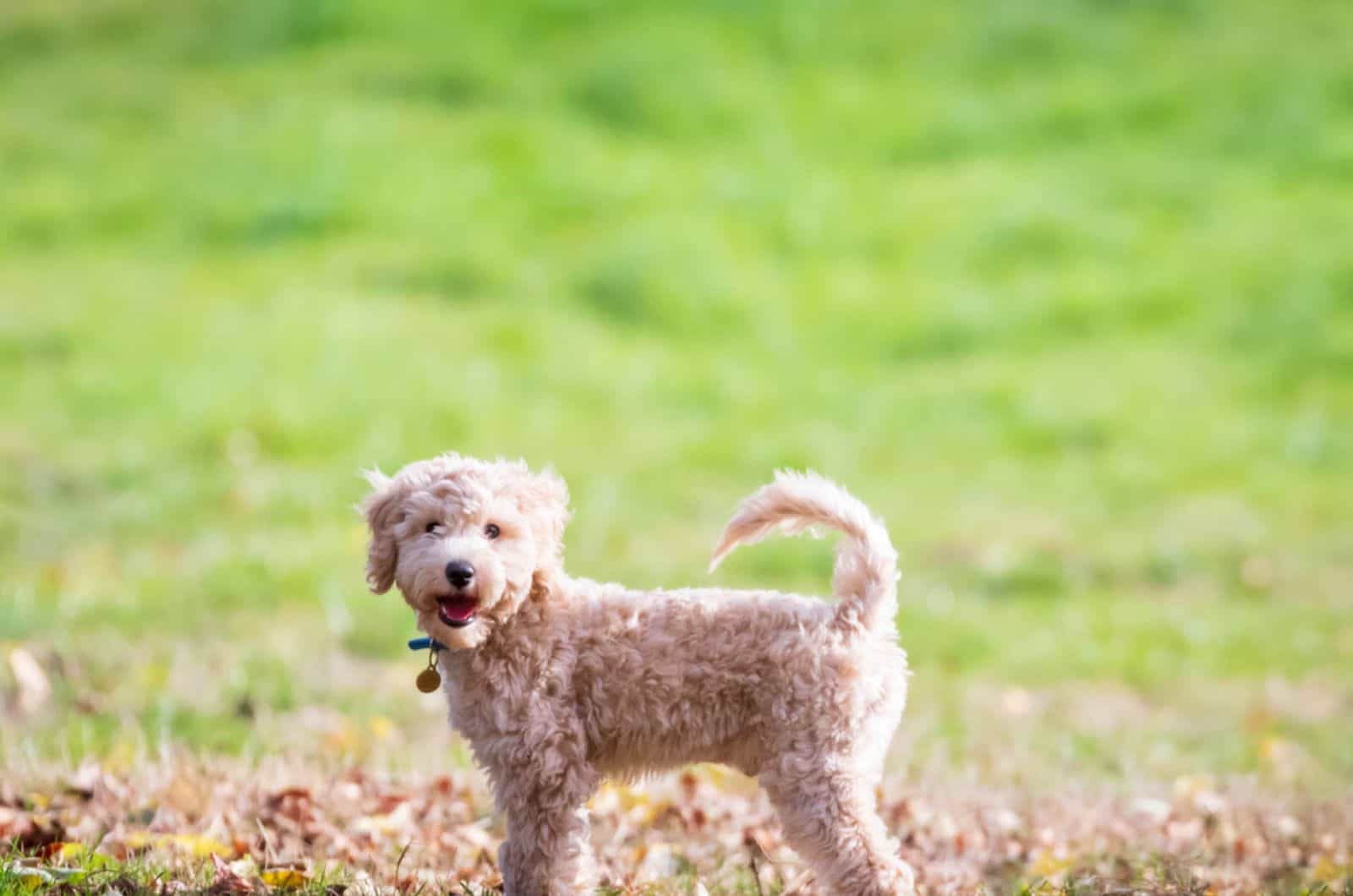 cachorro poochon de pie con la cola levantada sobre hierba verde