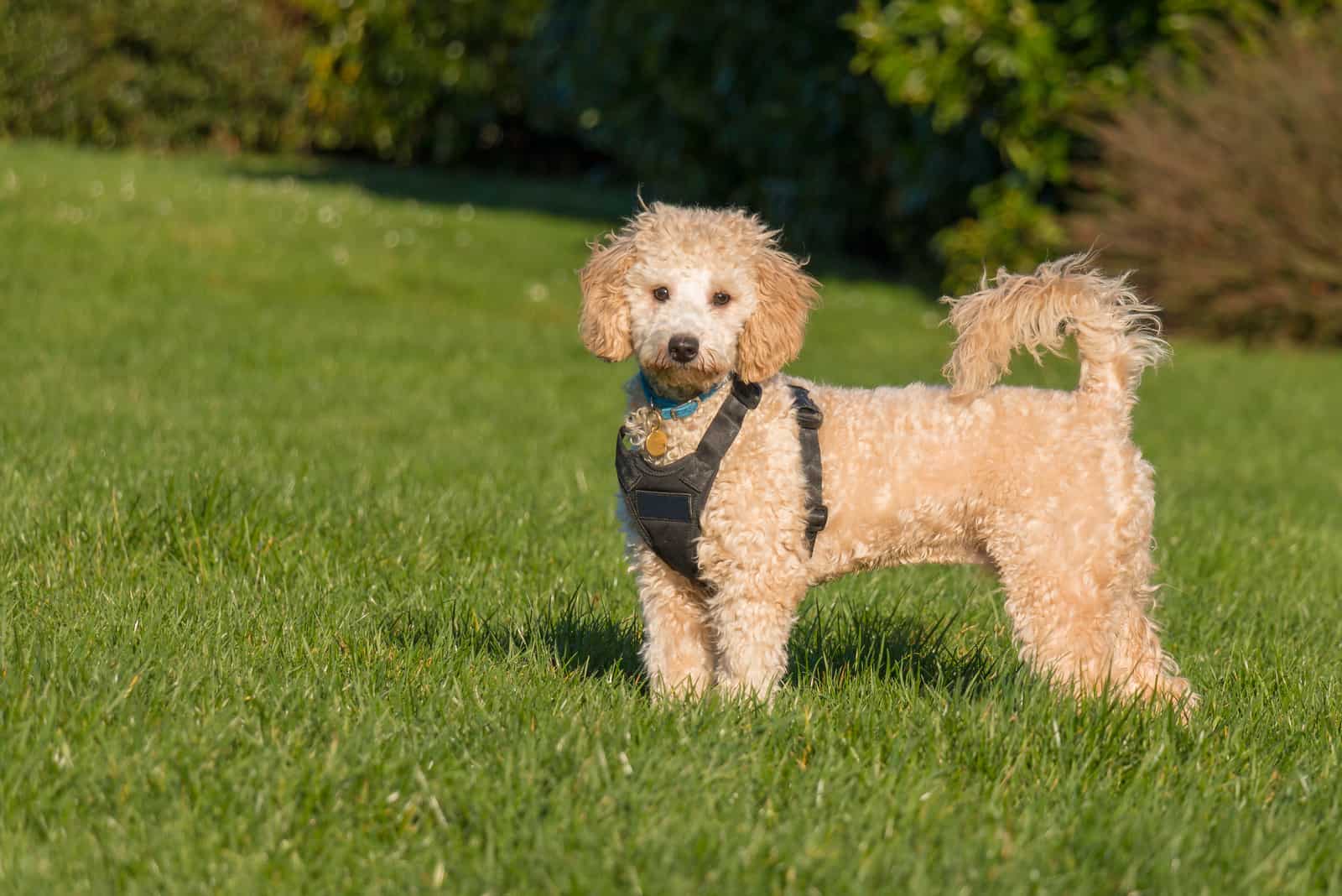 cachorro poochon con arnés negro de pie con la cola levantada sobre hierba verde