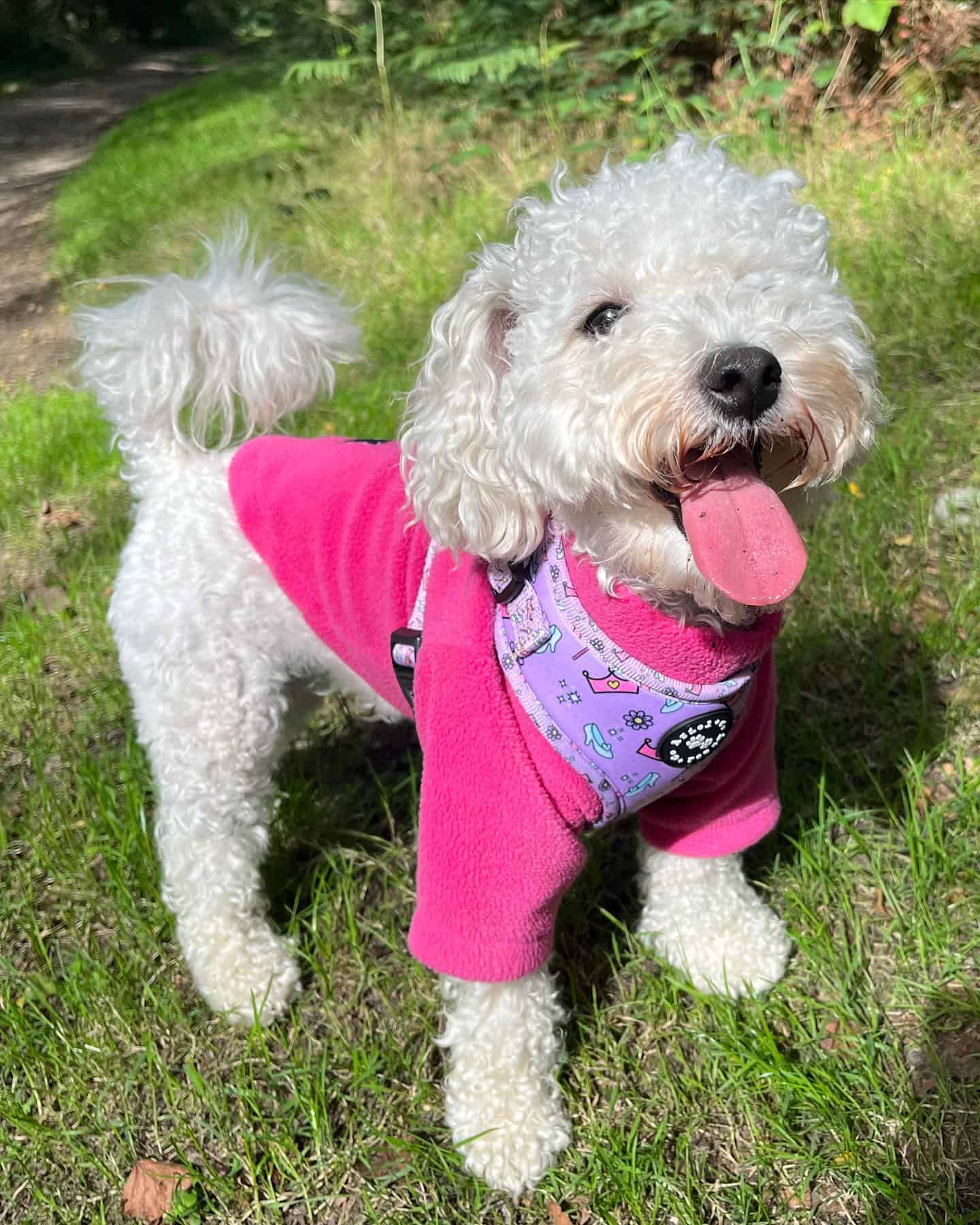 poochon con la lengua afuera