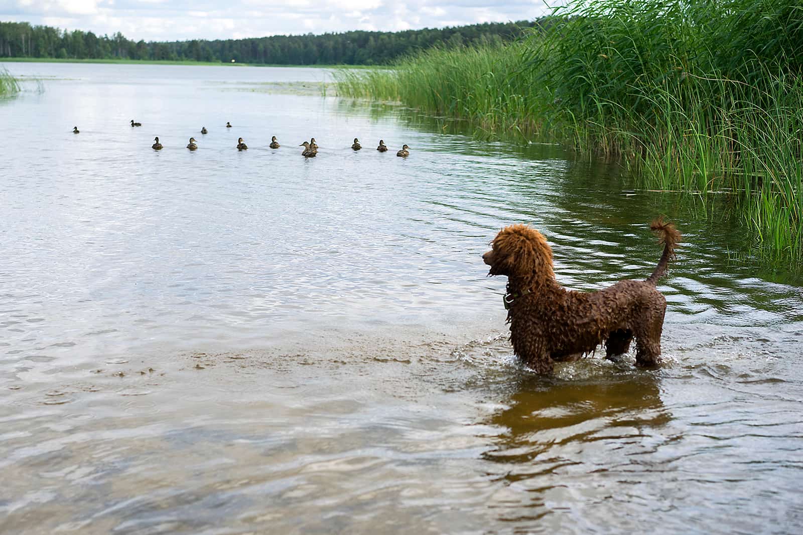 Cachorro de poodle listo para cazar