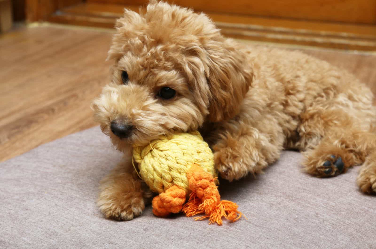 caniche masticando un juguete en la casa