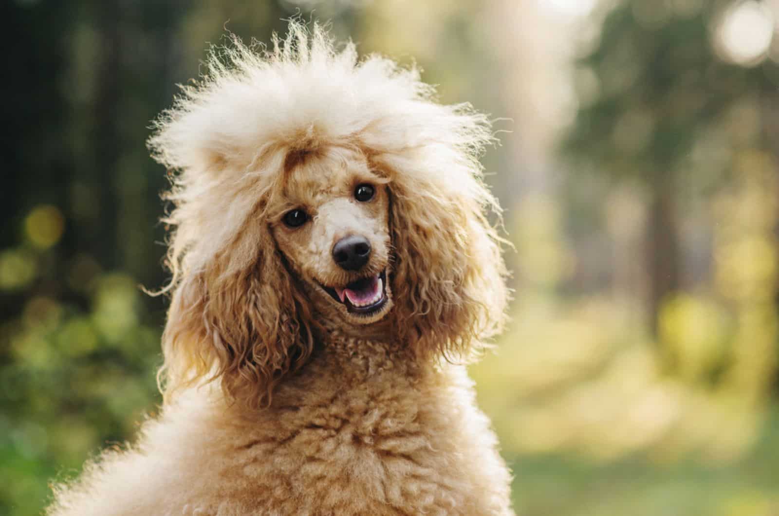 perro caniche en la naturaleza