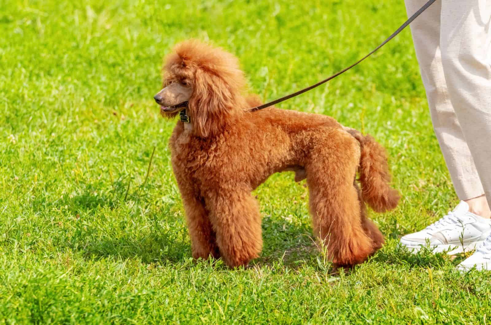 perro caniche con correa caminando en el parque con su dueño
