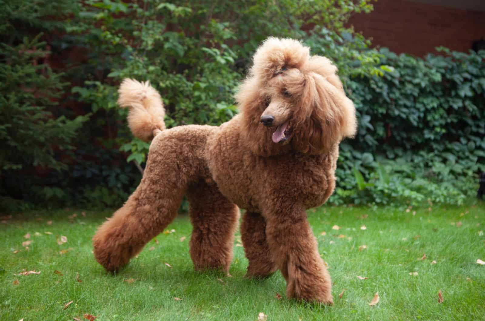 caniche en el parque