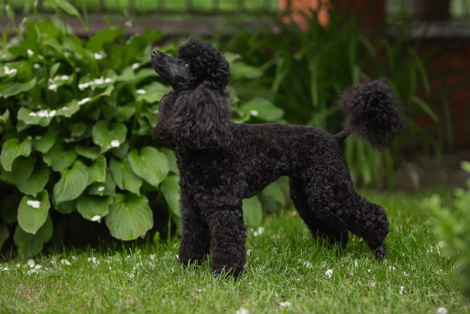 cachorro de caniche de pie en el césped