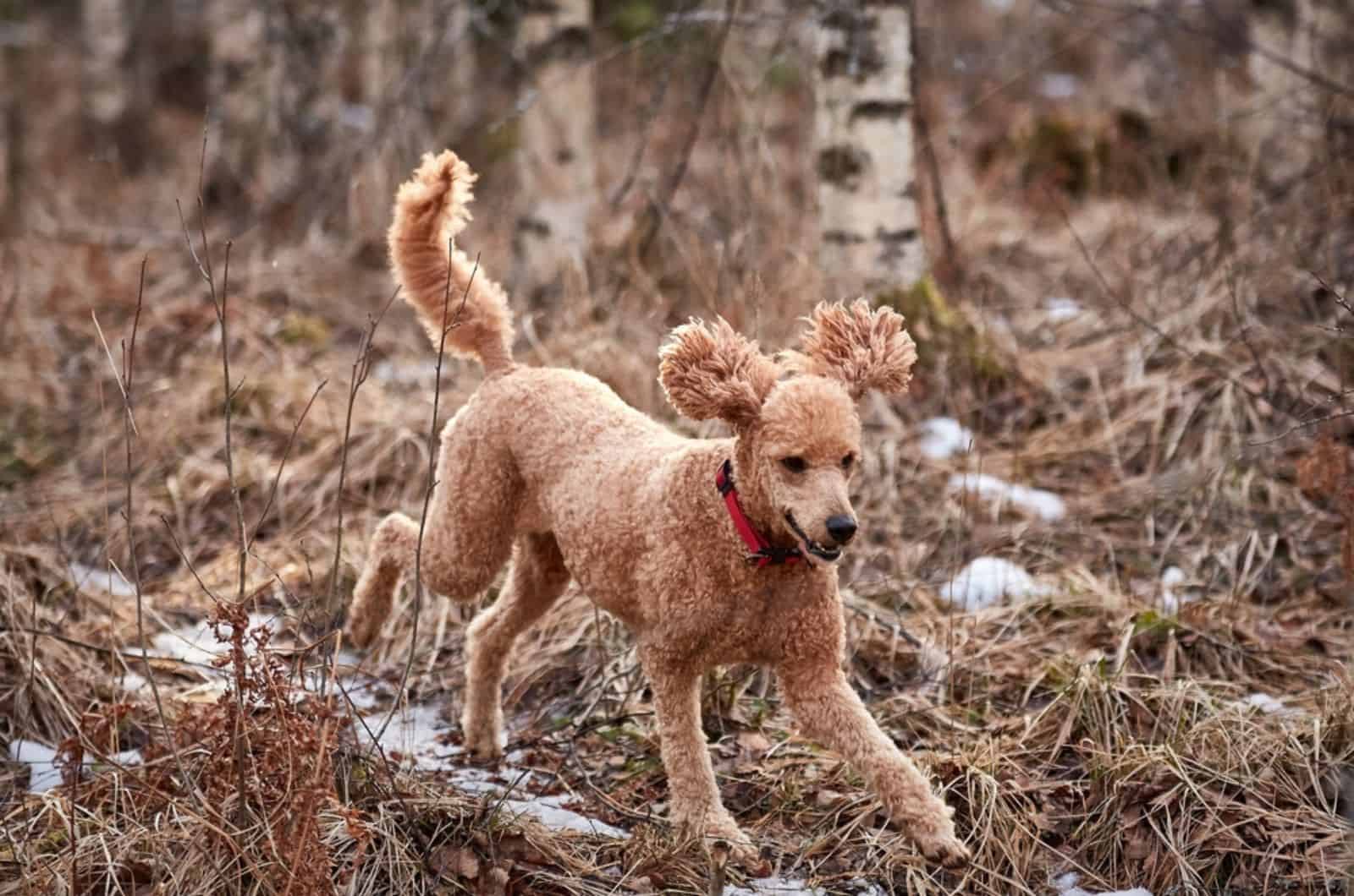 caniche corriendo por camino helado del bosque mientras caza