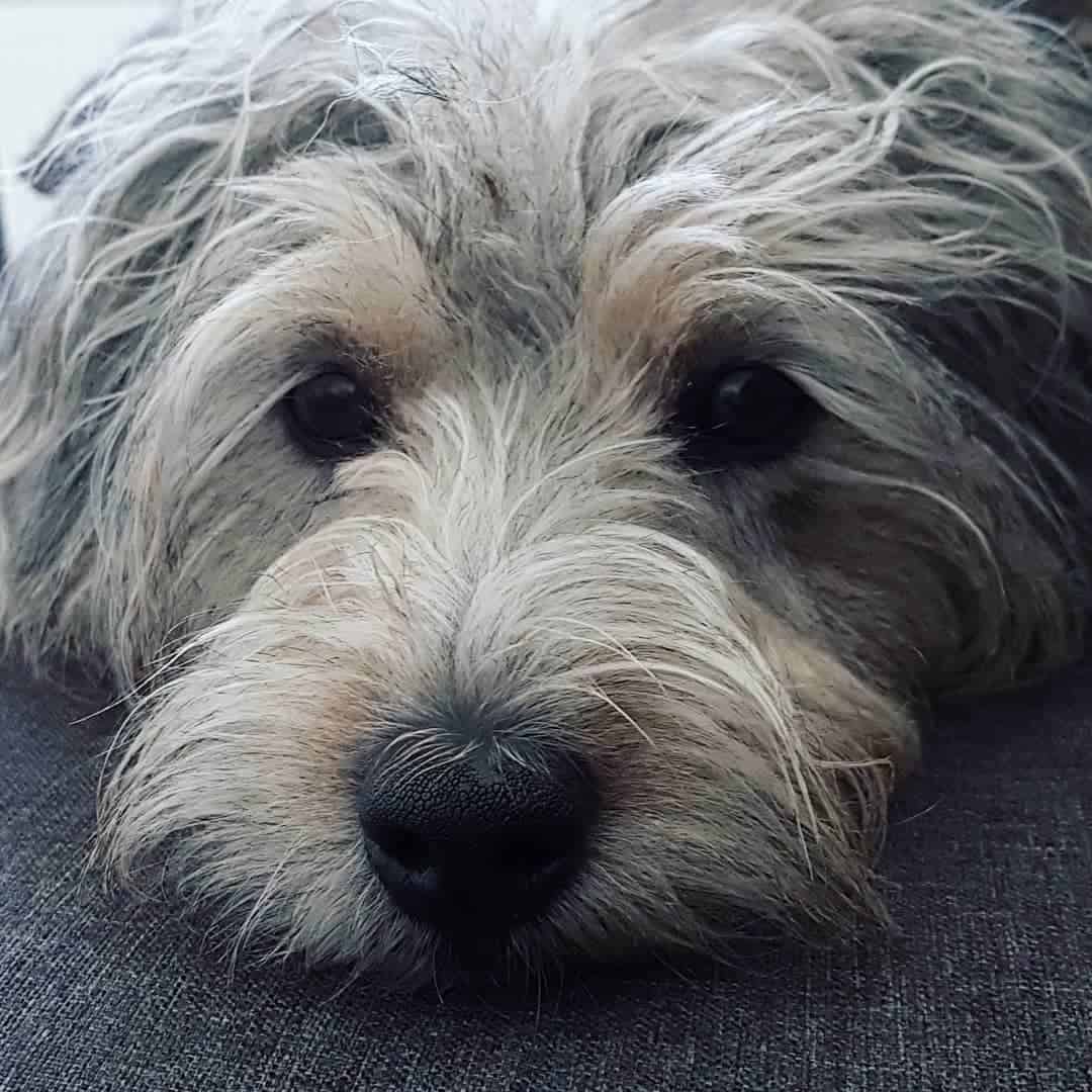 mezcla de poodle terrier