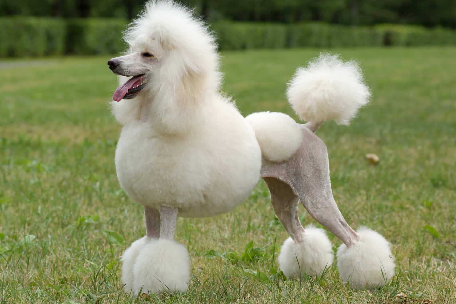 poodle con corte continental