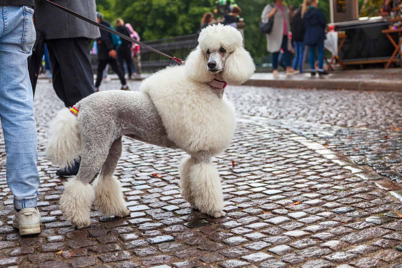 poodle con corte de chaqueta y pantalones