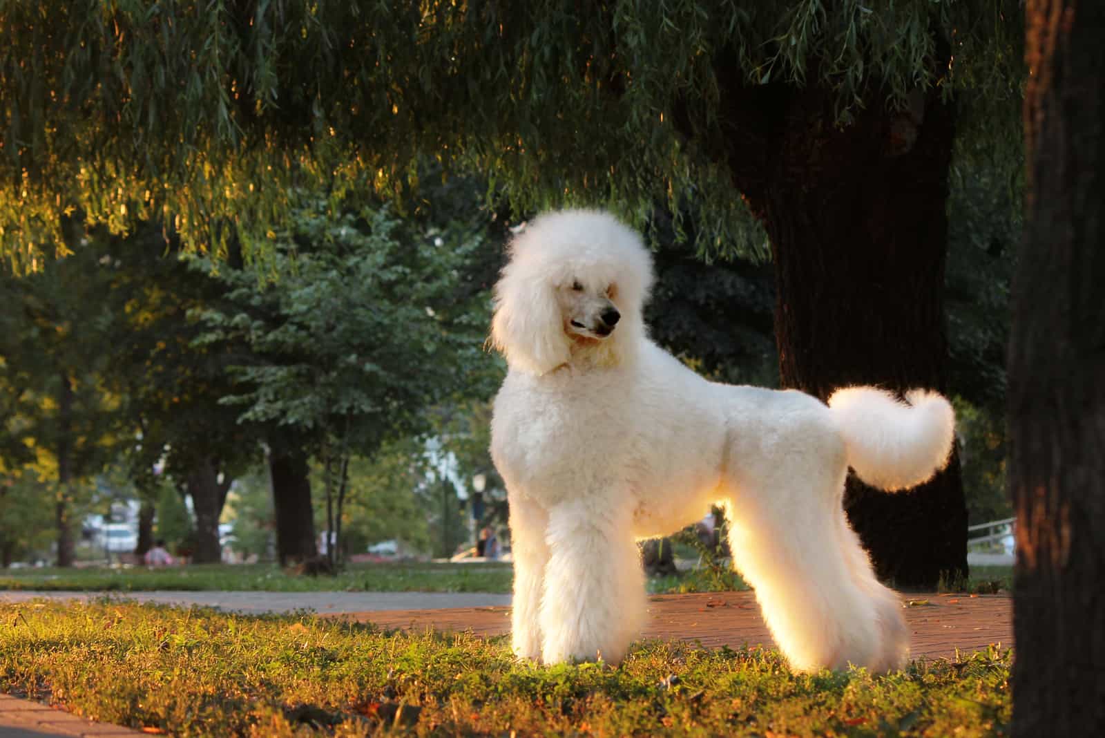 poodle con corte real neerlandés