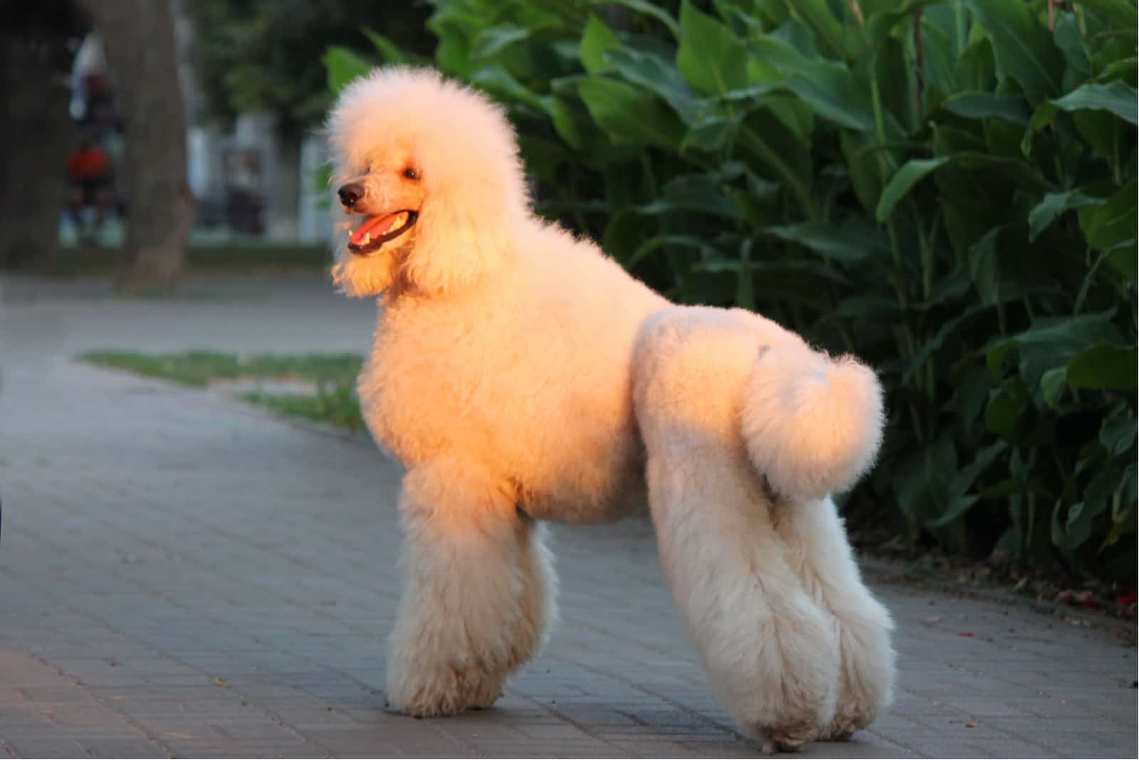 caniche con corte escandinavo