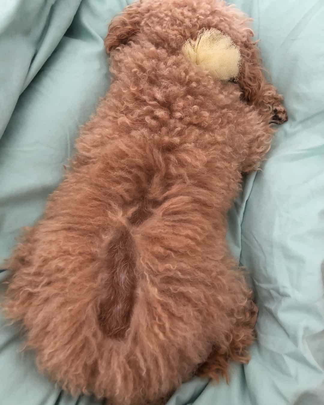 poodle con alopecia