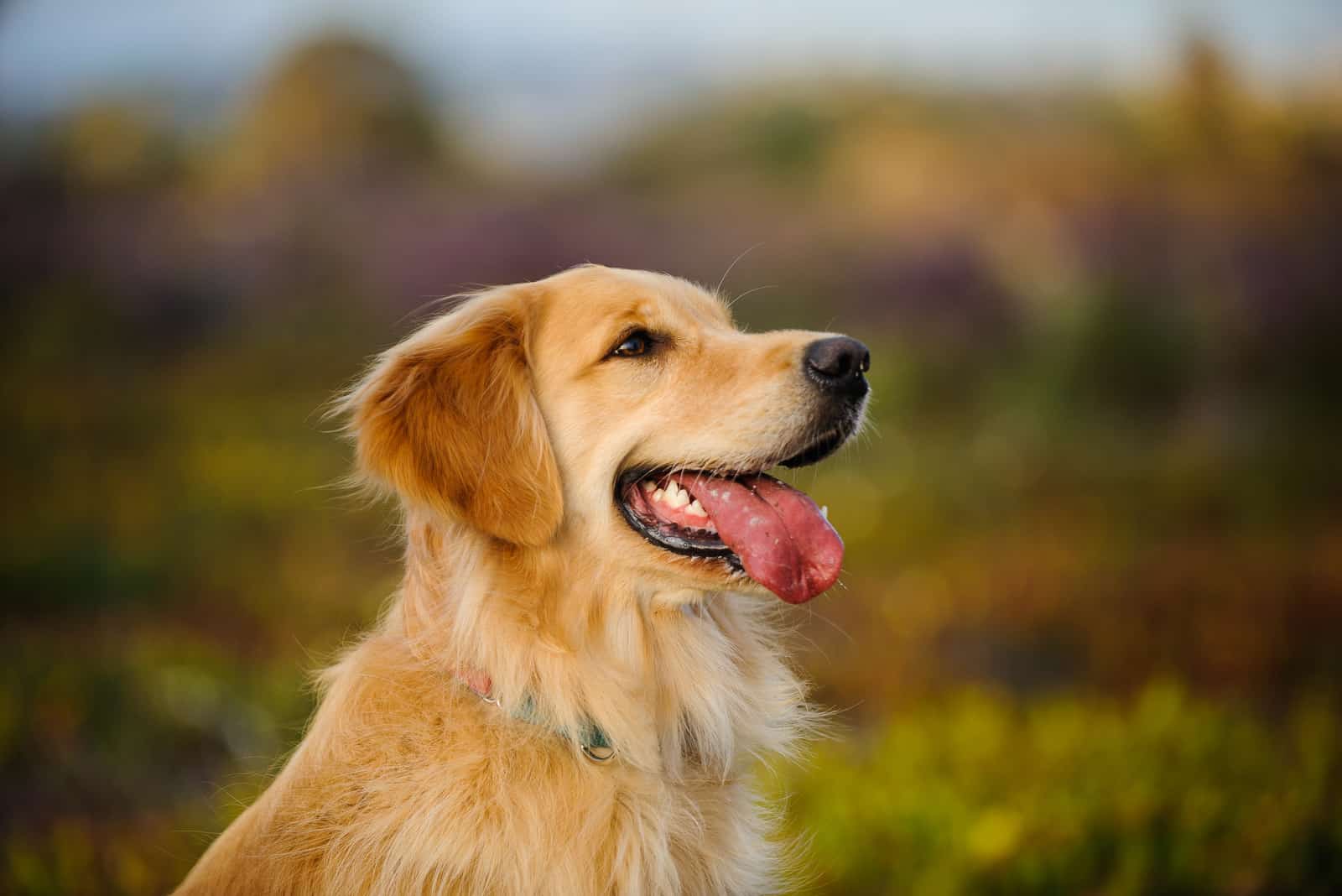 retrato de Field Golden Retriever