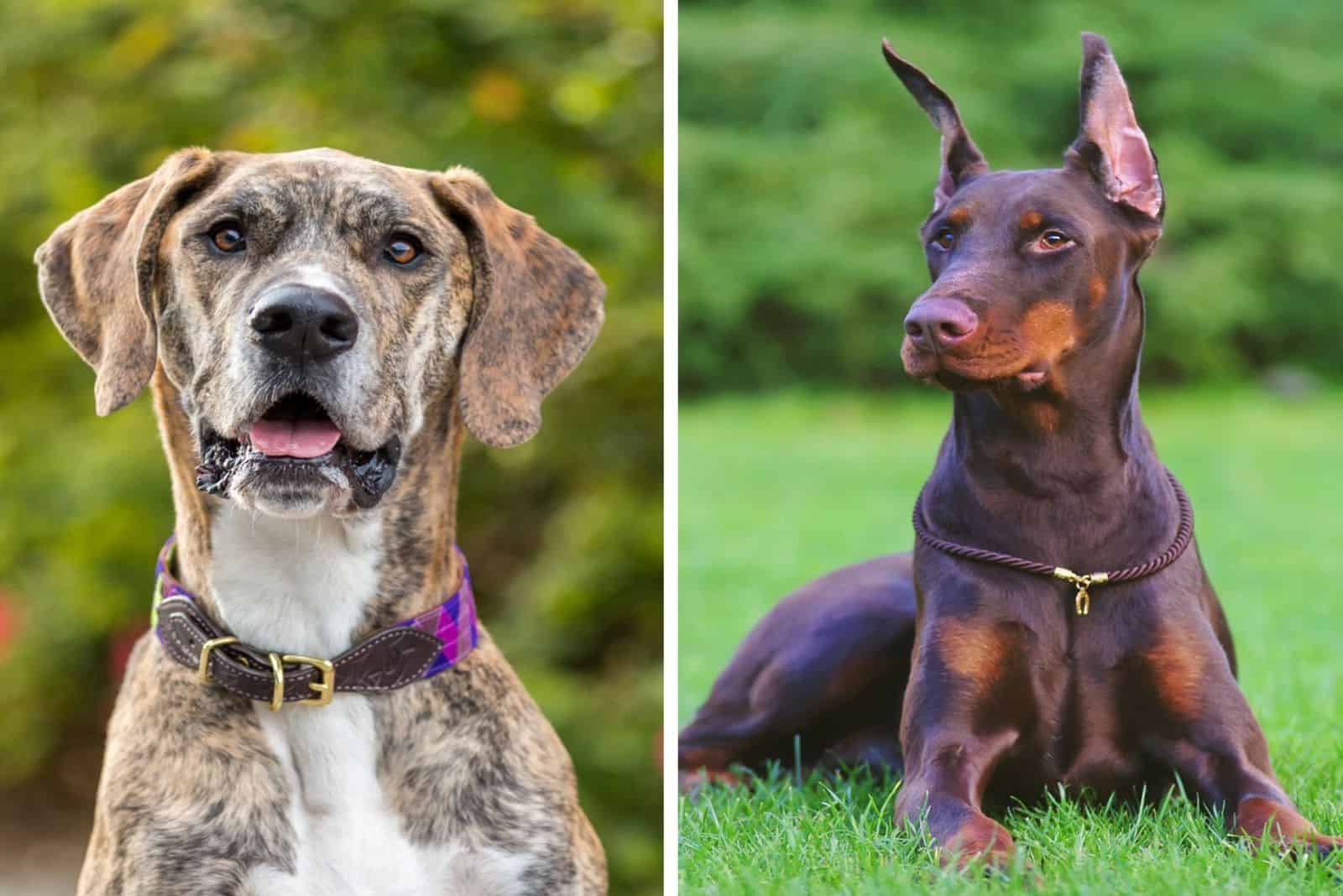 retrato de Gran Danés y Doberman afuera