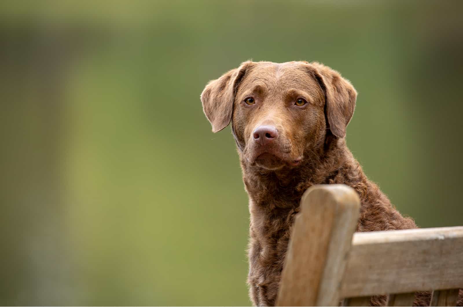 Retrato de un Chesapeake Bay Retriever