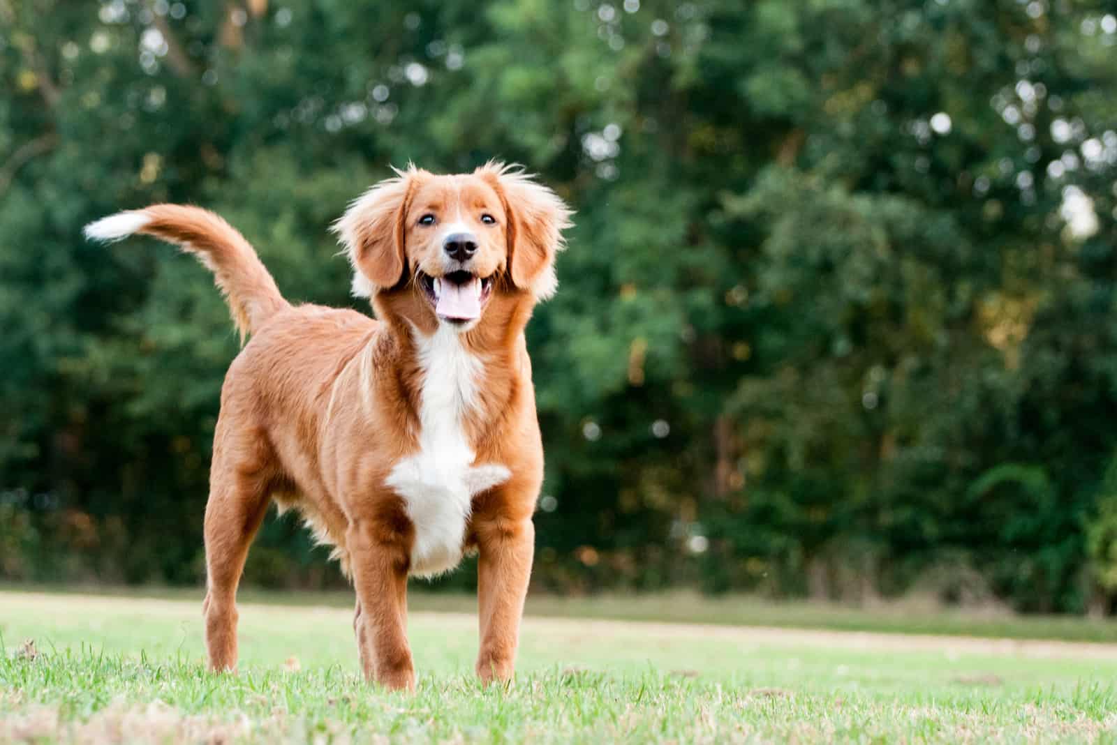 retrato de un Nova Scotia Duck Tolling Retriever