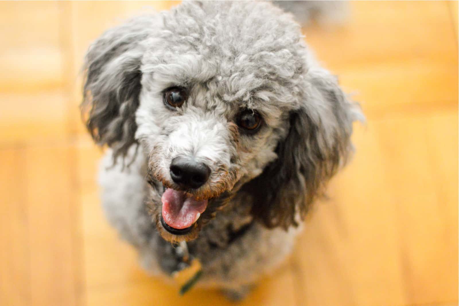 retrato de un hermoso mini caniche