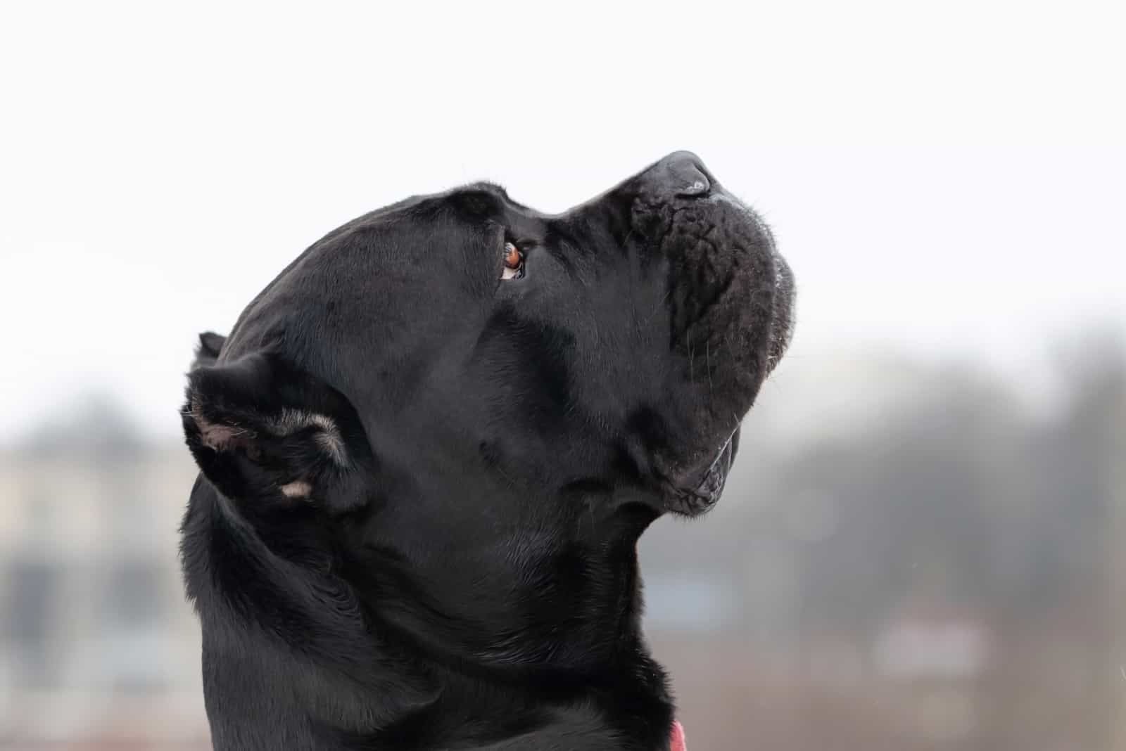 retrato de un cane corso negro