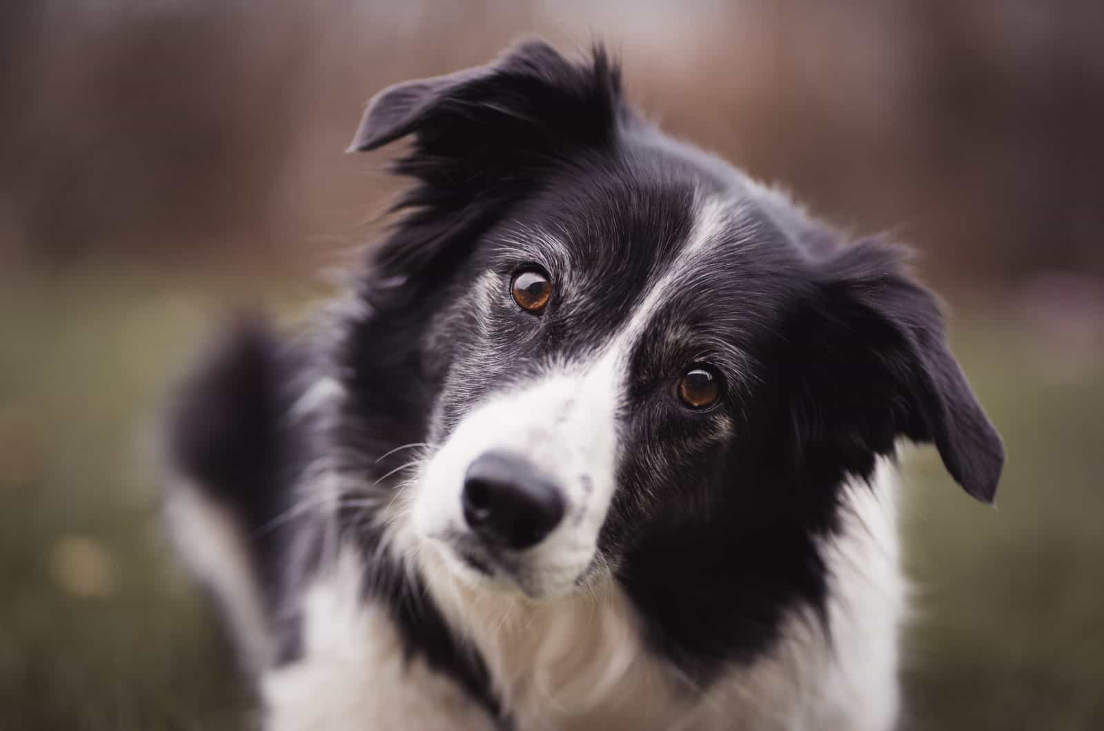 retrato de un border collie