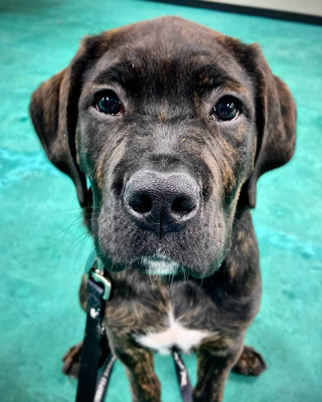 retrato de una mezcla de cane corso presa canario