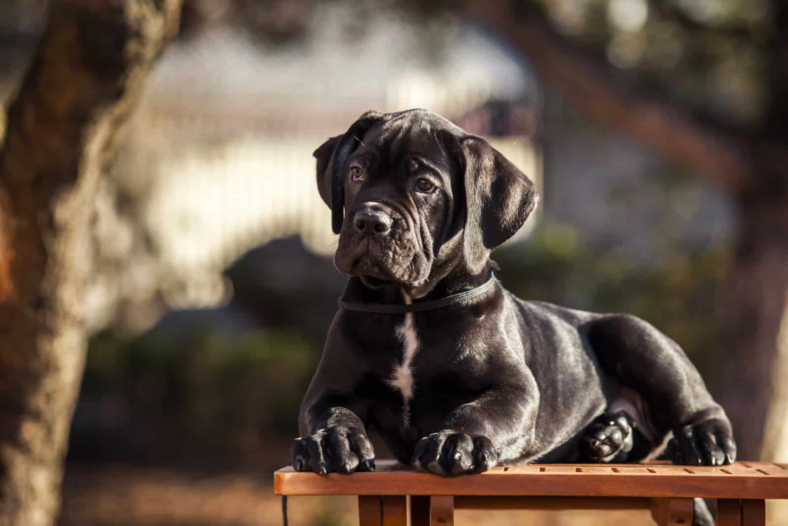Retrato de un cachorro de Cane Corso