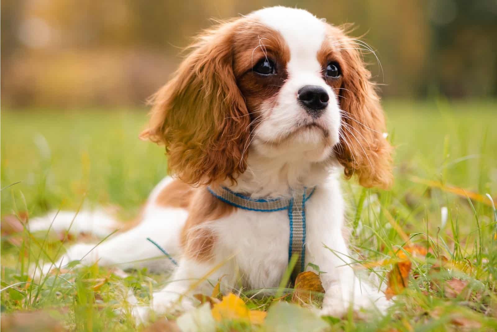 Retrato de un Cavalier King Charles Spaniel