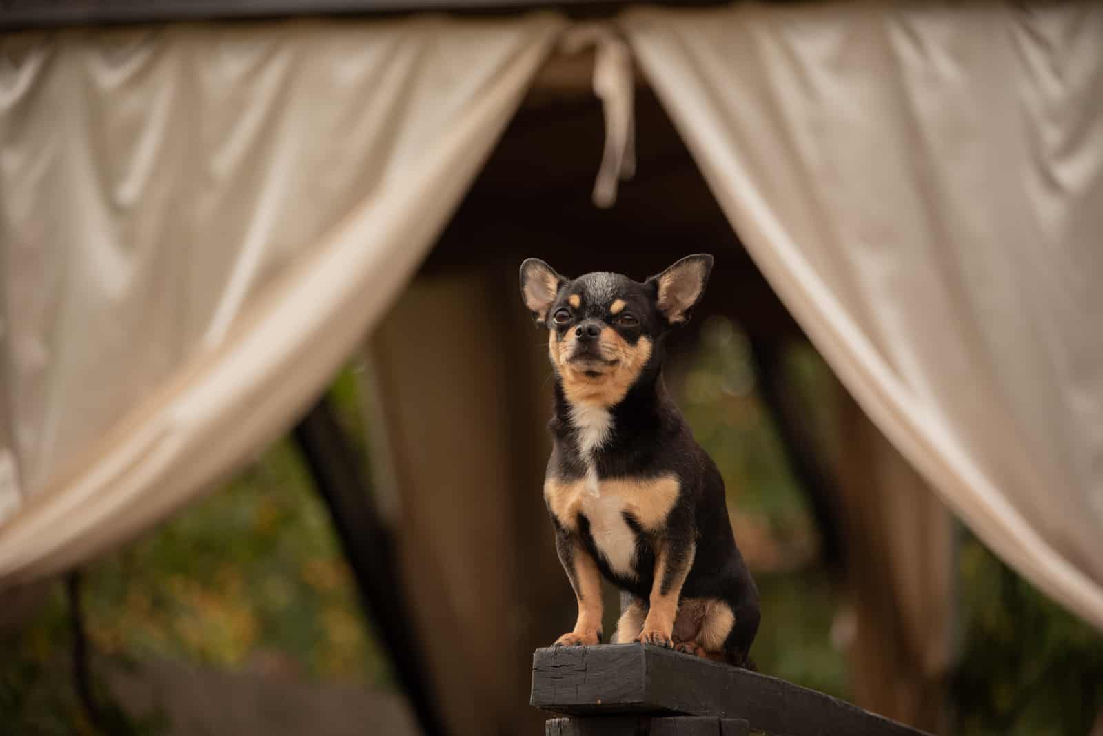 retrato de un chihuahua