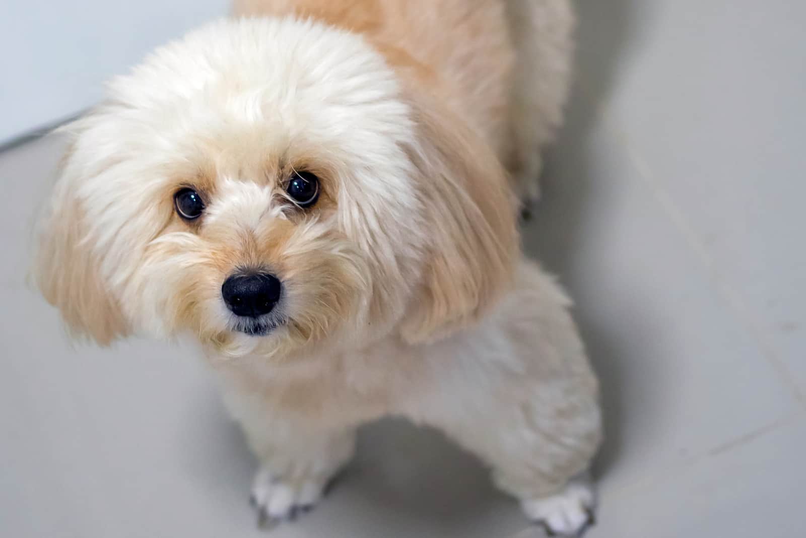 retrato de un caniche cremoso