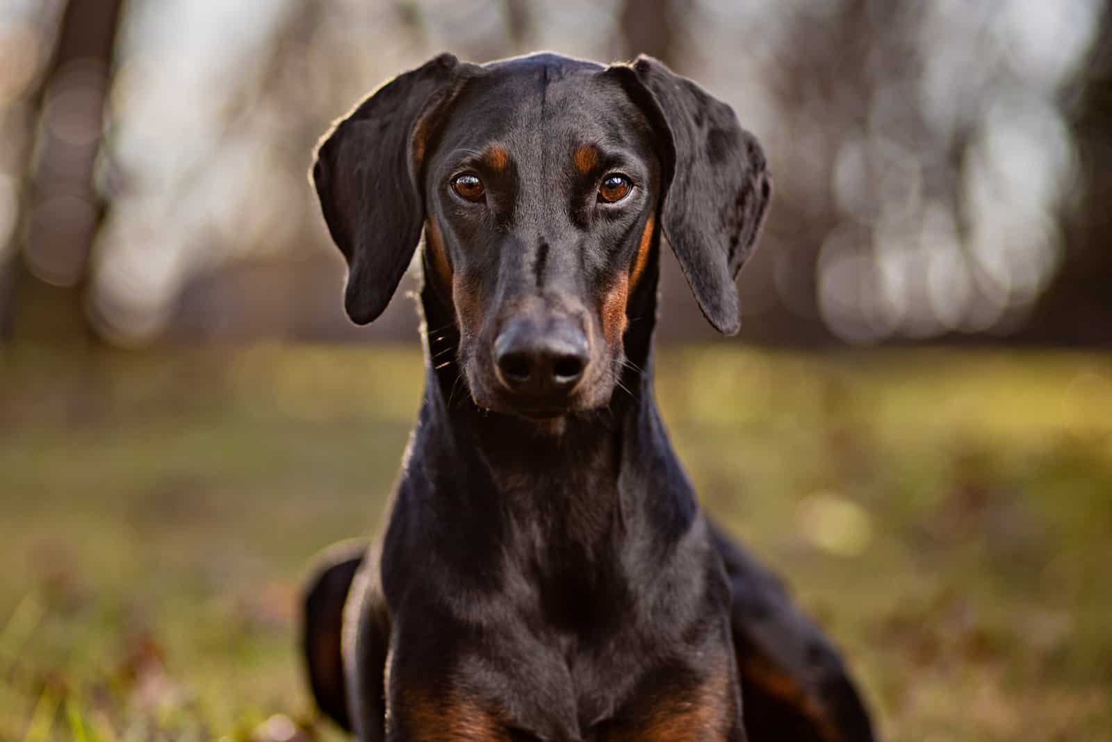 retrato de un doberman con orejas sin cortar