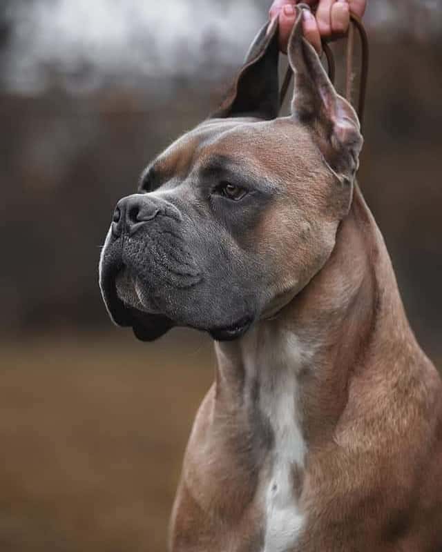 retrato de un cane corso formentino