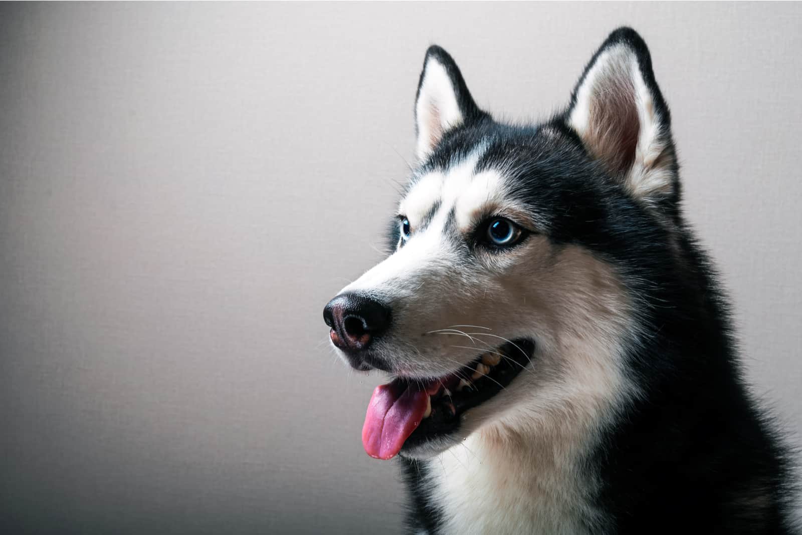 retrato de un perro husky con ojos azules