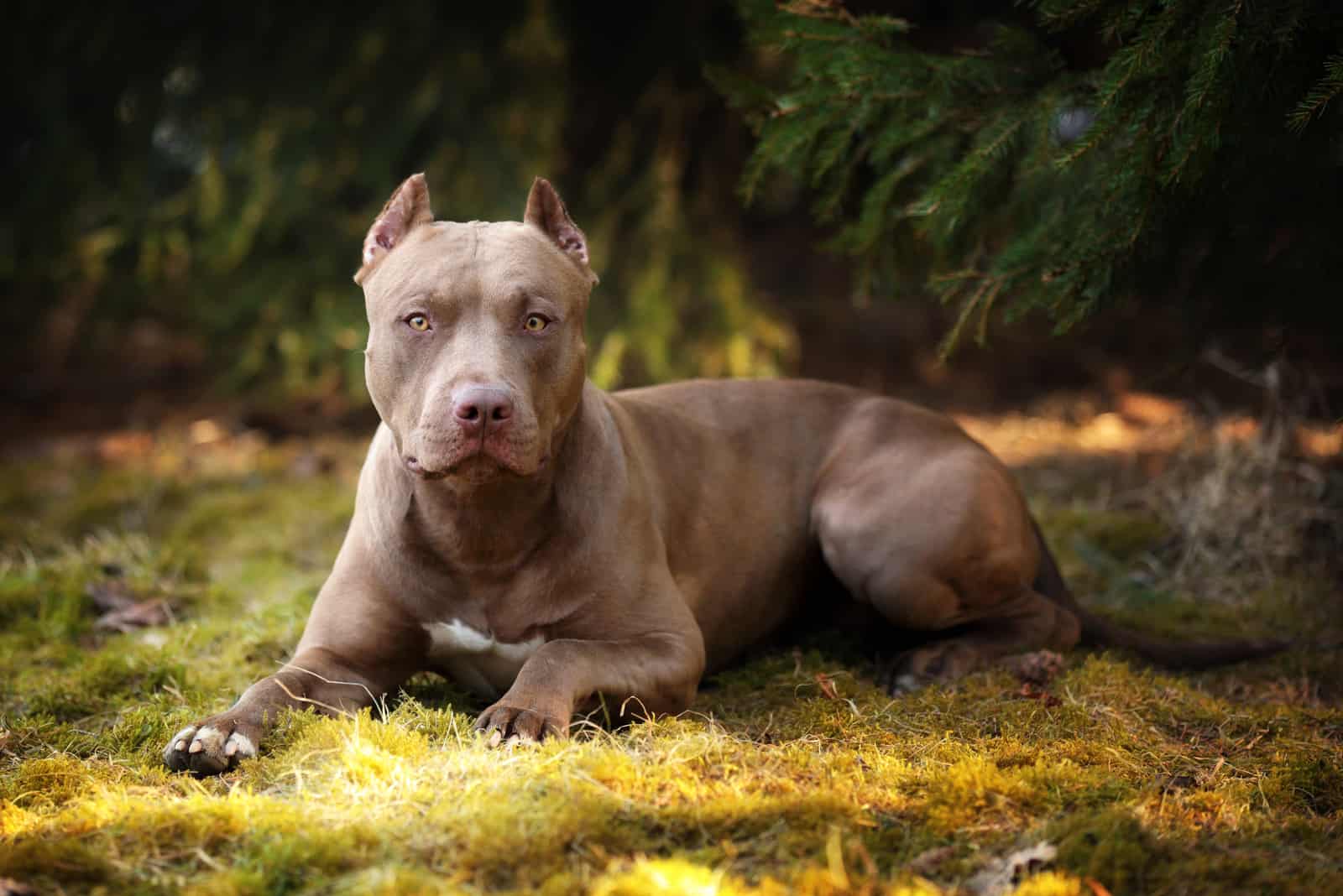 retrato de un pitbull terrier en la naturaleza