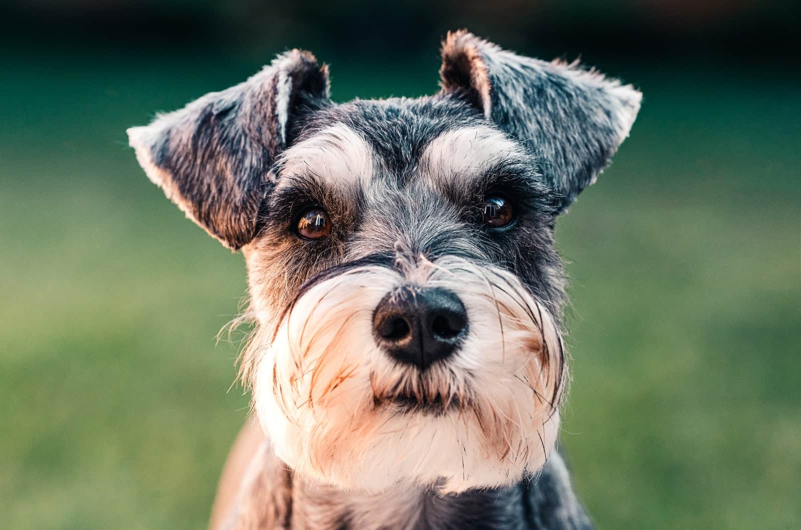 retrato de un schnauzer