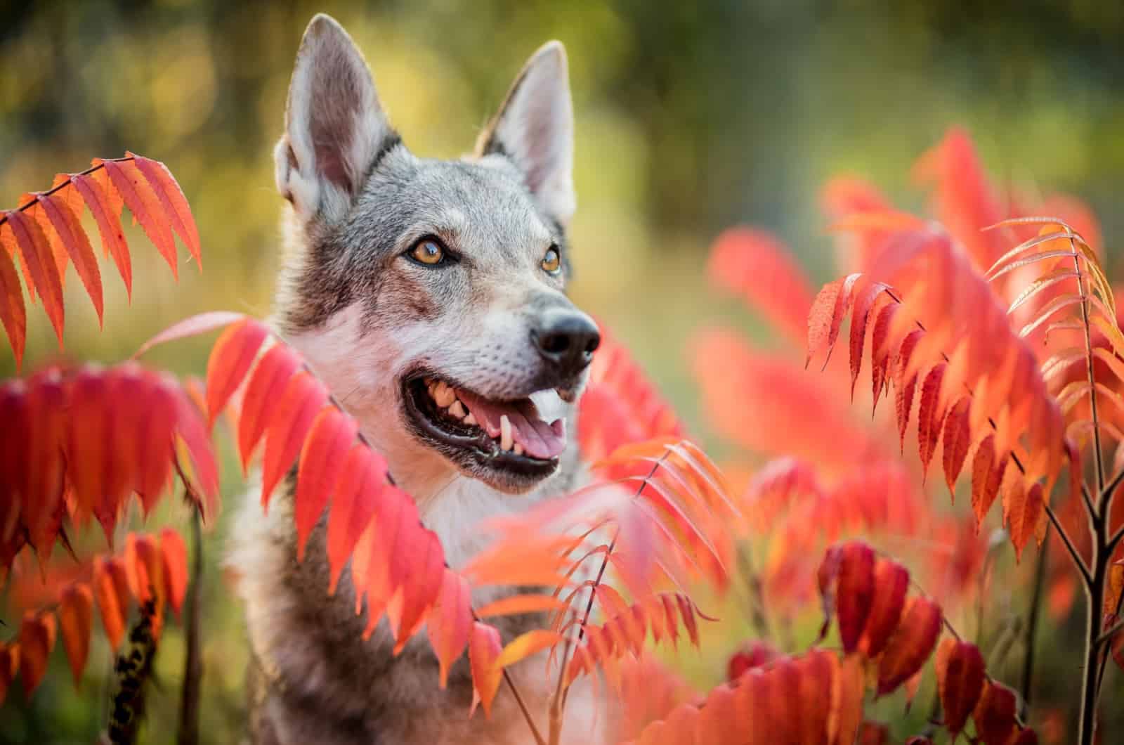 retrato de un perro lobo