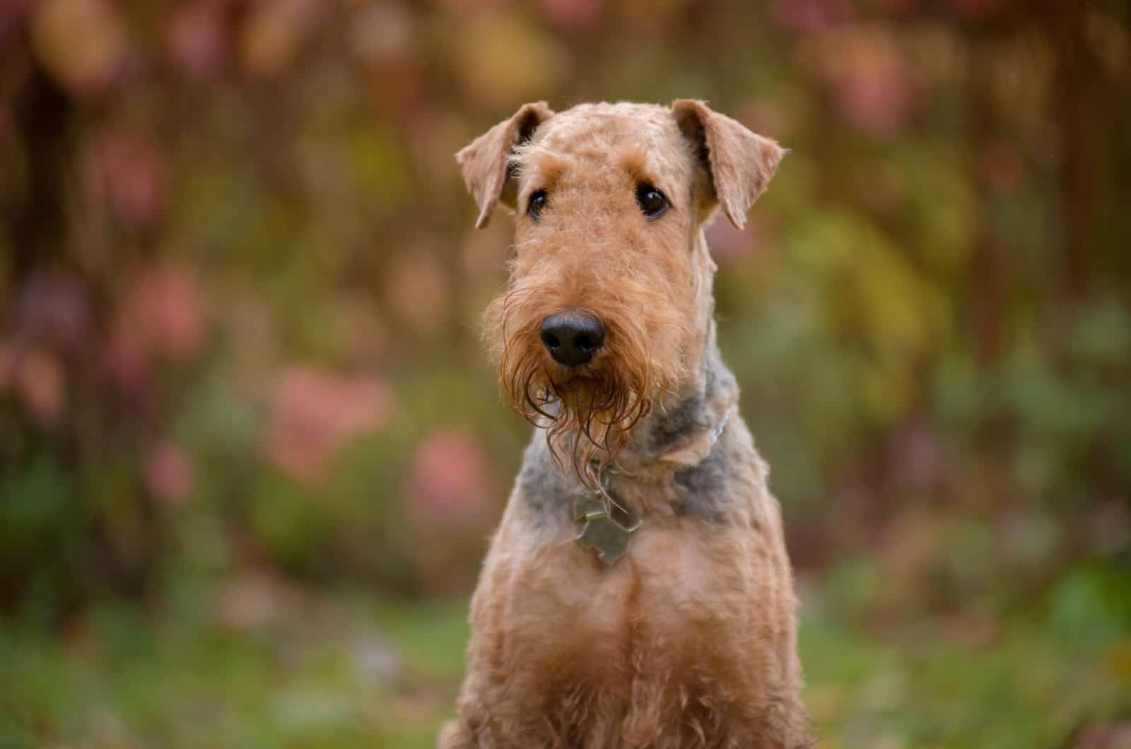 Retrato de un Airedale Terrier