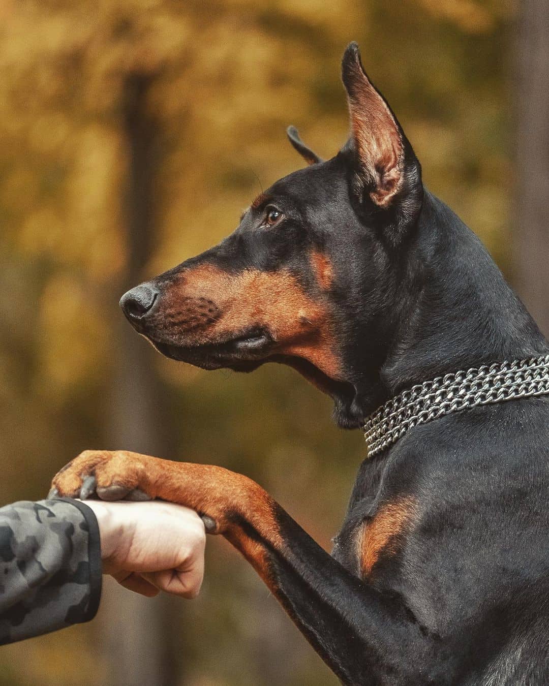 retrato de un doberman pinscher adulto
