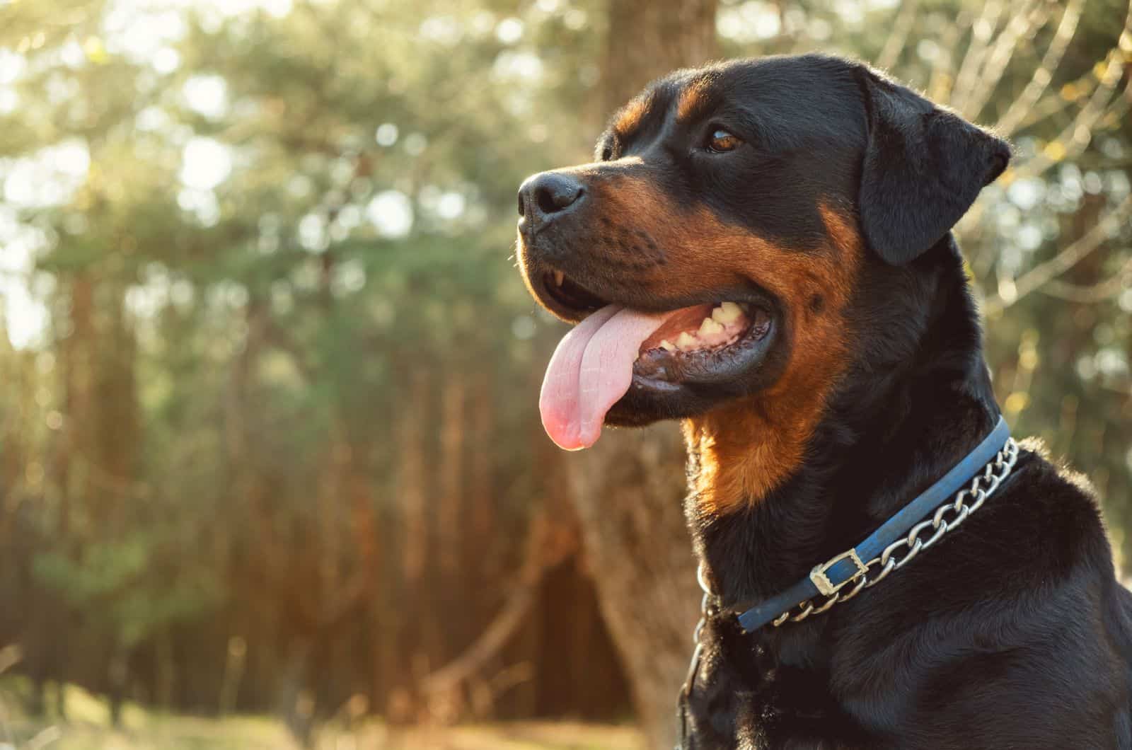 retrato de un rottweiler adulto