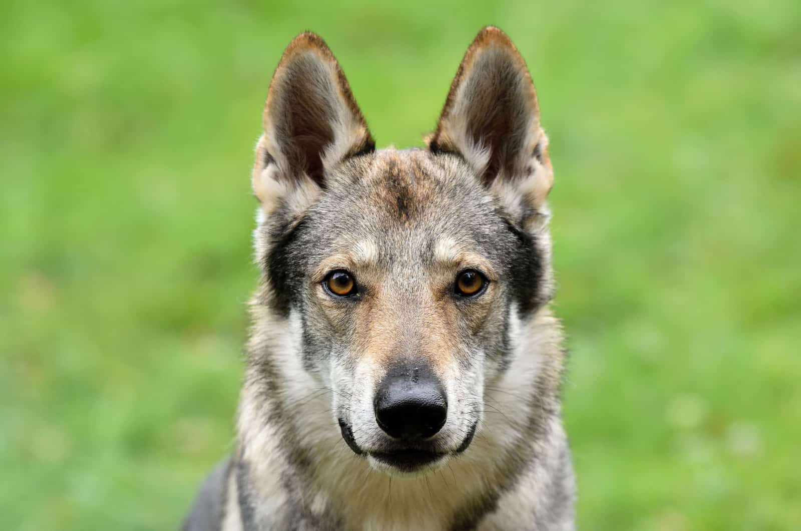 retrato de un perro lobo adulto