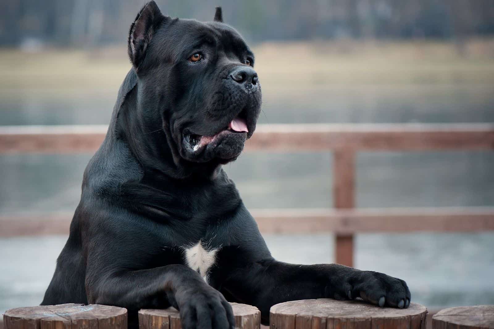 retrato de un cane corso italiano apoyándose en una cerca de madera