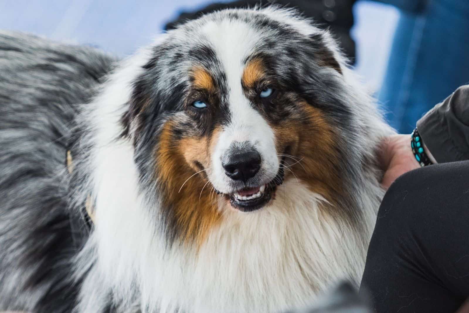 retrato de border collie merle azul con ojo azul