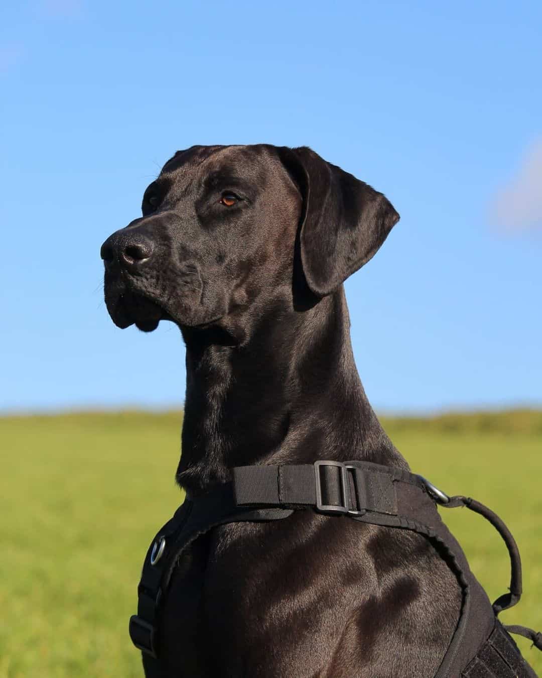 retrato de doberdane