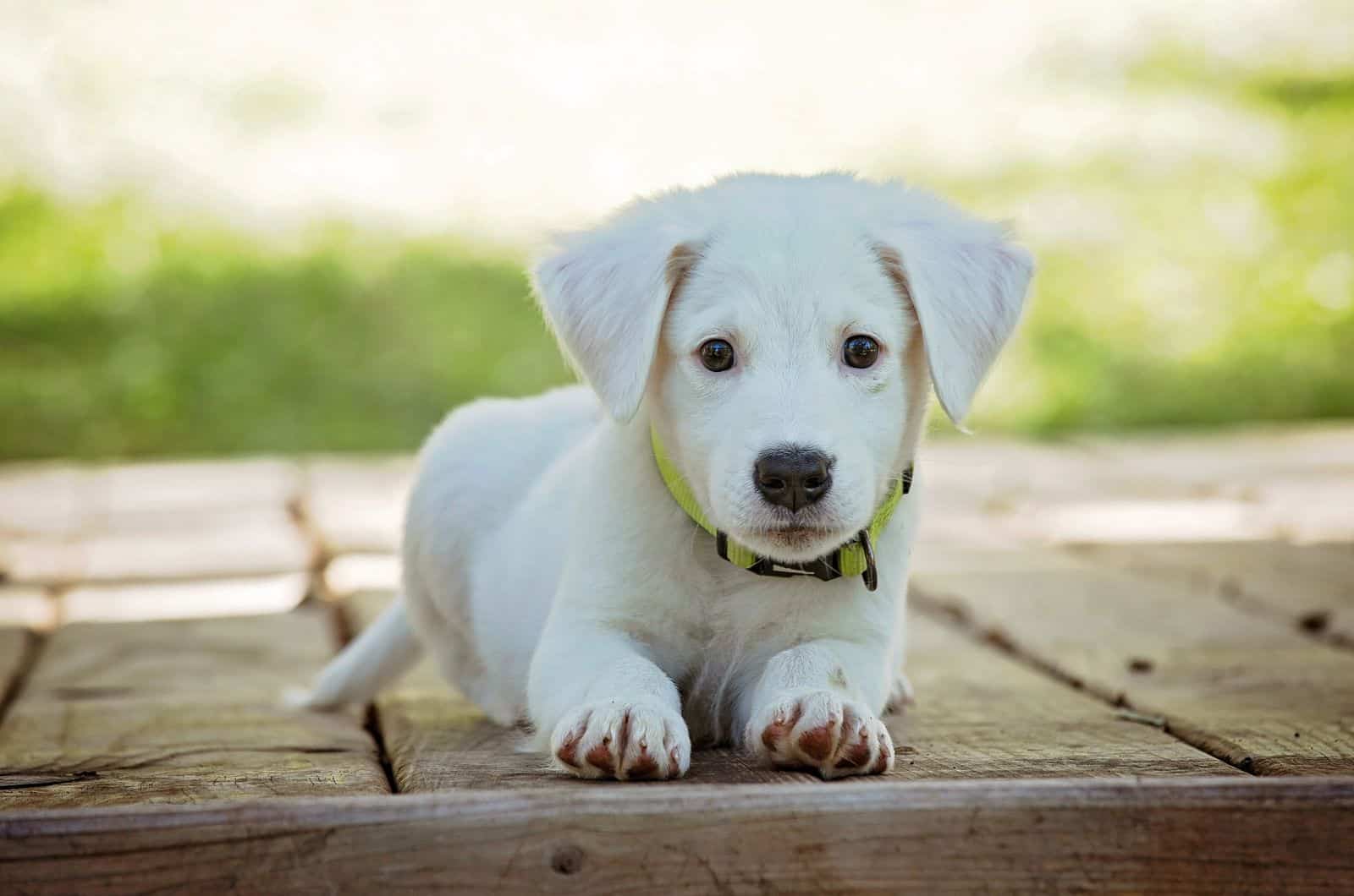 retrato de cachorro blanco lindo acostado sobre su estómago