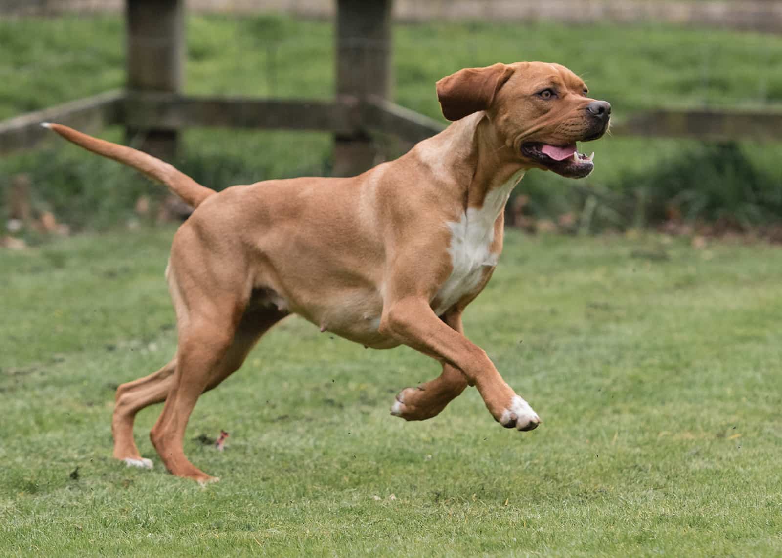 Perro pointer portugués