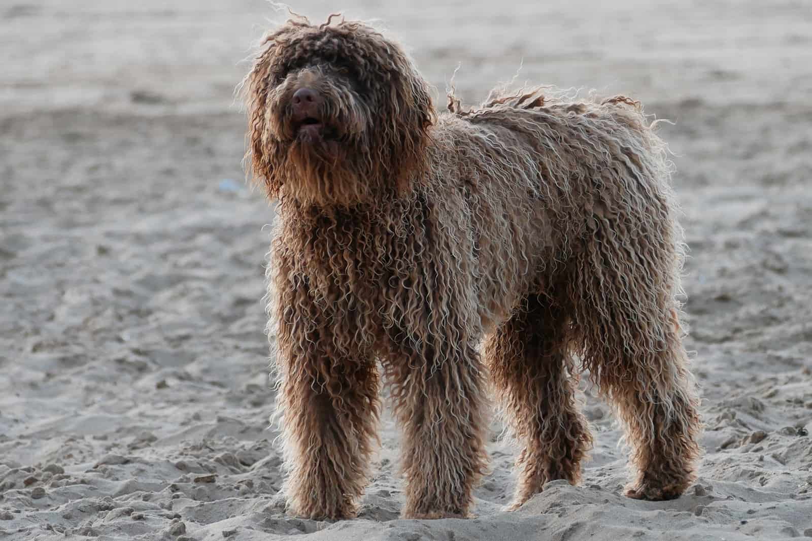 perro de agua portugués en la playa